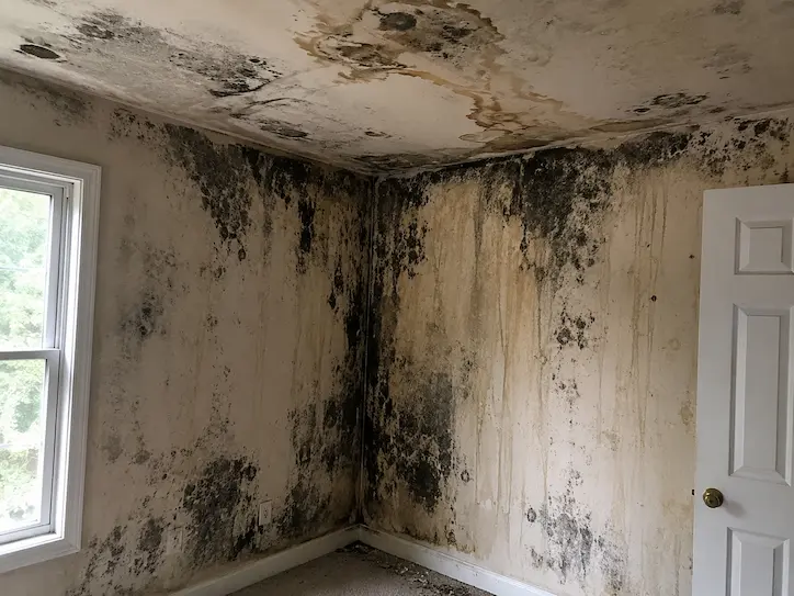 Black mold spreading across a wall from a water leak | Colorado toxic mold attorney | Lionheart Injury Law